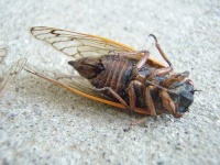 image of cicada