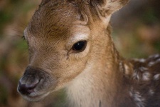 image of animal
