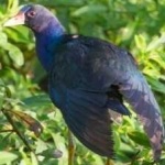 image of bird