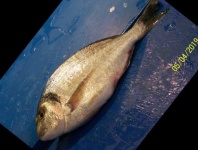 image of gilt_head_bream #7