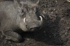 image of warthog