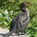 image of bird