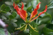 image of flower
