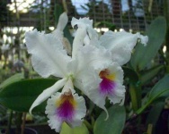 image of flower