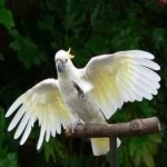 image of bird