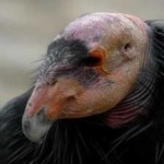 image of bird