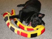 image of schipperke