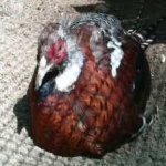 image of bird