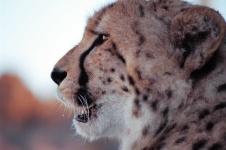 image of cheetah