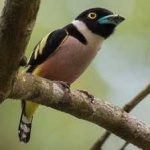 image of bird