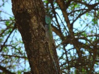 image of agama