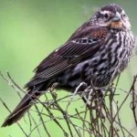 image of bird