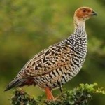 image of black_francolin #4