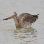 image of bird