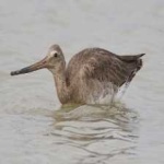 image of bar_tailed_godwit #10