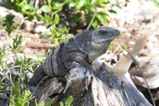 image of common_iguana
