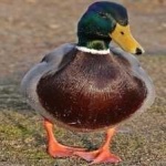 image of bird