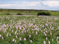 image of prairie