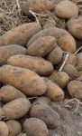 image of potato #29