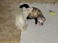 image of black_footed_ferret