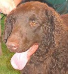 image of curly_coated_retriever