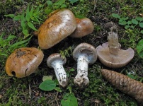 image of cortinarius #14