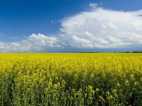 image of rapeseed