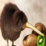 image of bird_kiwi #31
