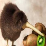 image of bird