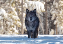 image of wolf #34