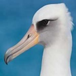 image of bird