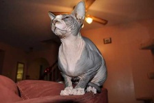 image of sphynx #11