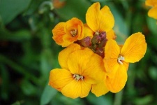 image of flower