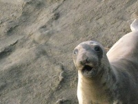 image of animal