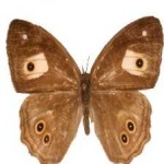 image of animal