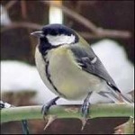 image of bird