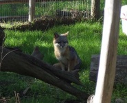 image of grey_fox
