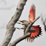 image of bird