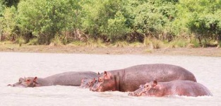 image of hippopotamus