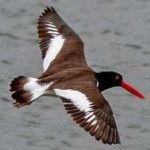 image of bird