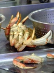 image of dungeness_crab
