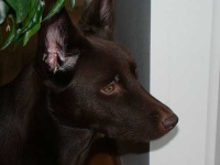 image of kelpie