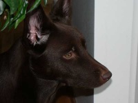 image of kelpie #10