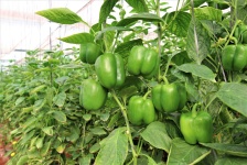 image of fruit_and_vegetable