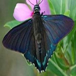 image of animal