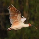 image of asian_crested_ibis #0