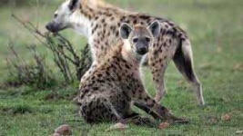 image of animal