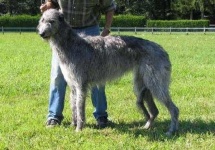 image of scottish_deerhound #12