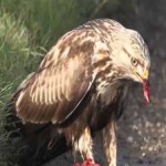 image of bird