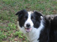 image of border_collie #16